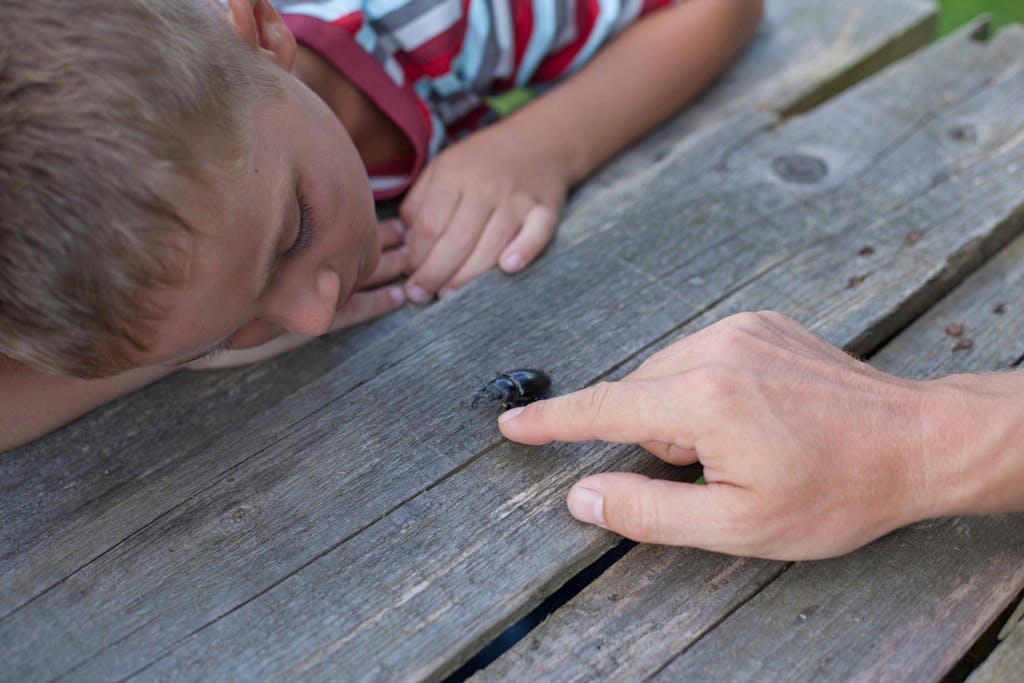 A young boy curiously observes a beetle on wood, guided by an adult's hand.